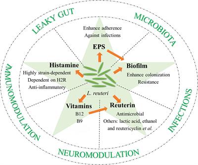 Role of Lactobacillus reuteri in Human Health and Diseases